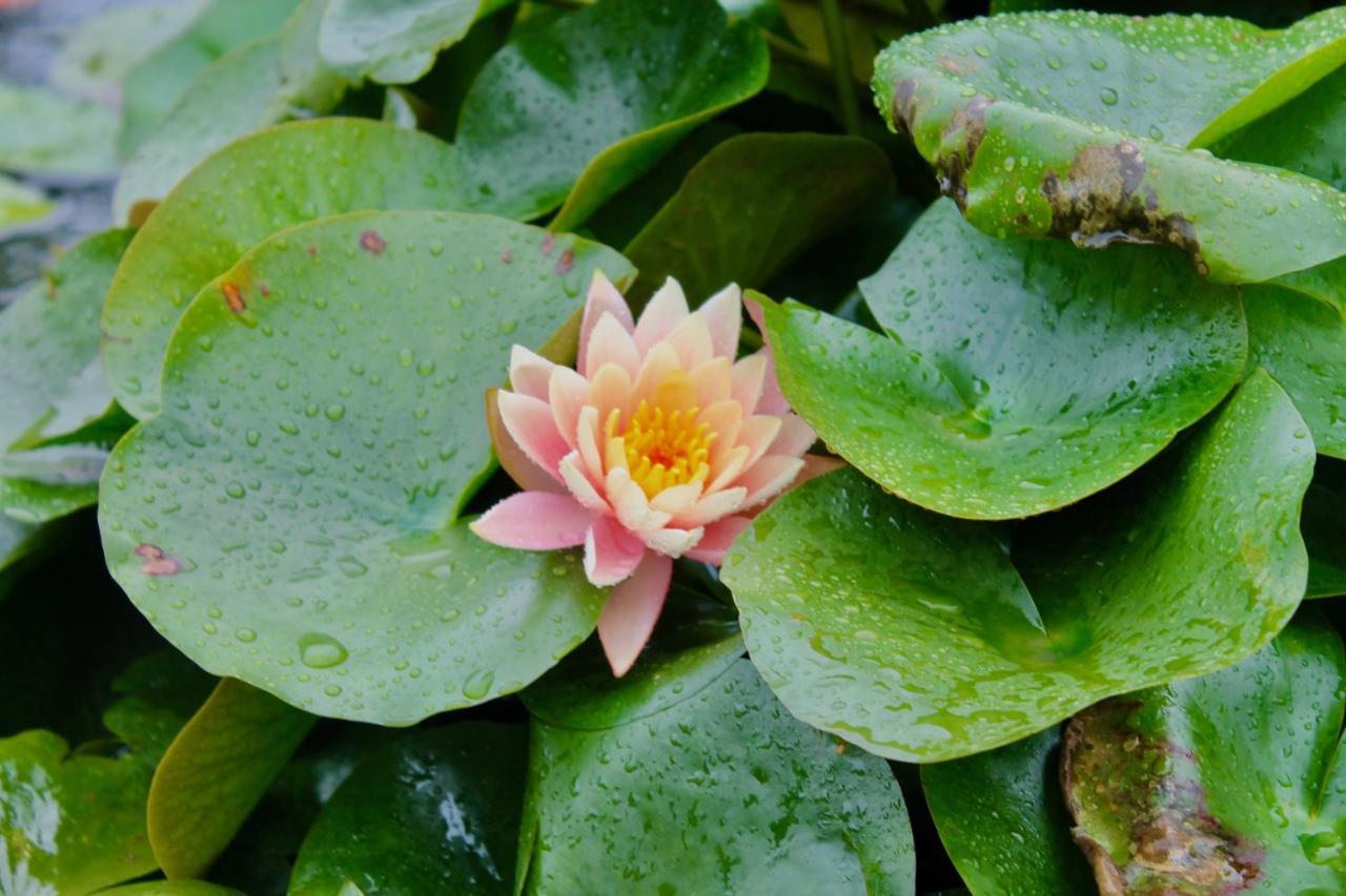 Lotus Farms Resort, Mahableshwar マハバレシュワール エクステリア 写真